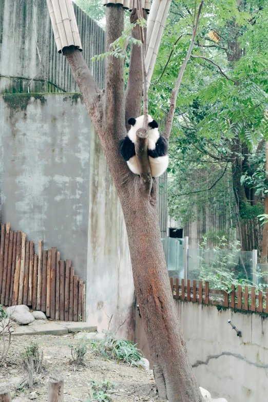 a panda climbing up a tree in an enclosure