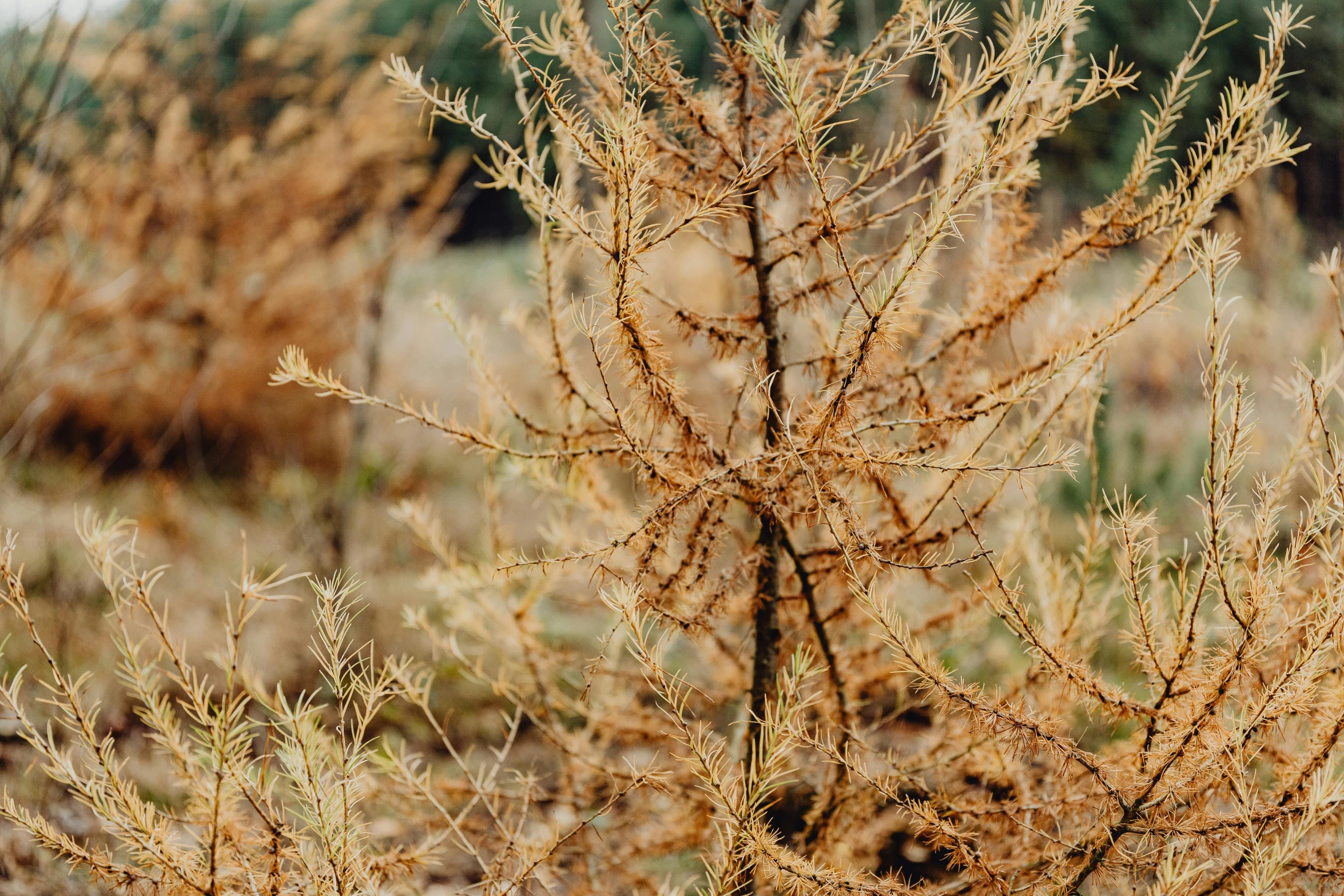 a brown wild plant in some grass