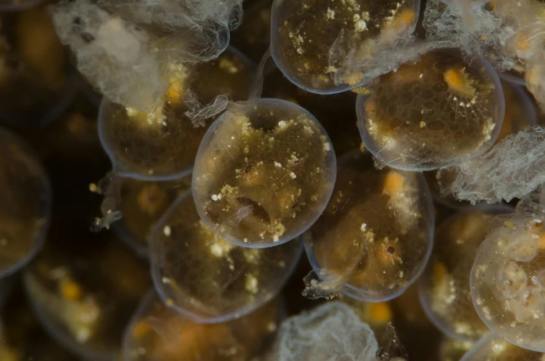 several bubbles with different patterns and sizes in them