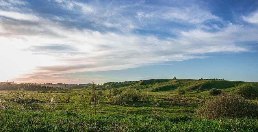 a cow in an open field with a blue sky