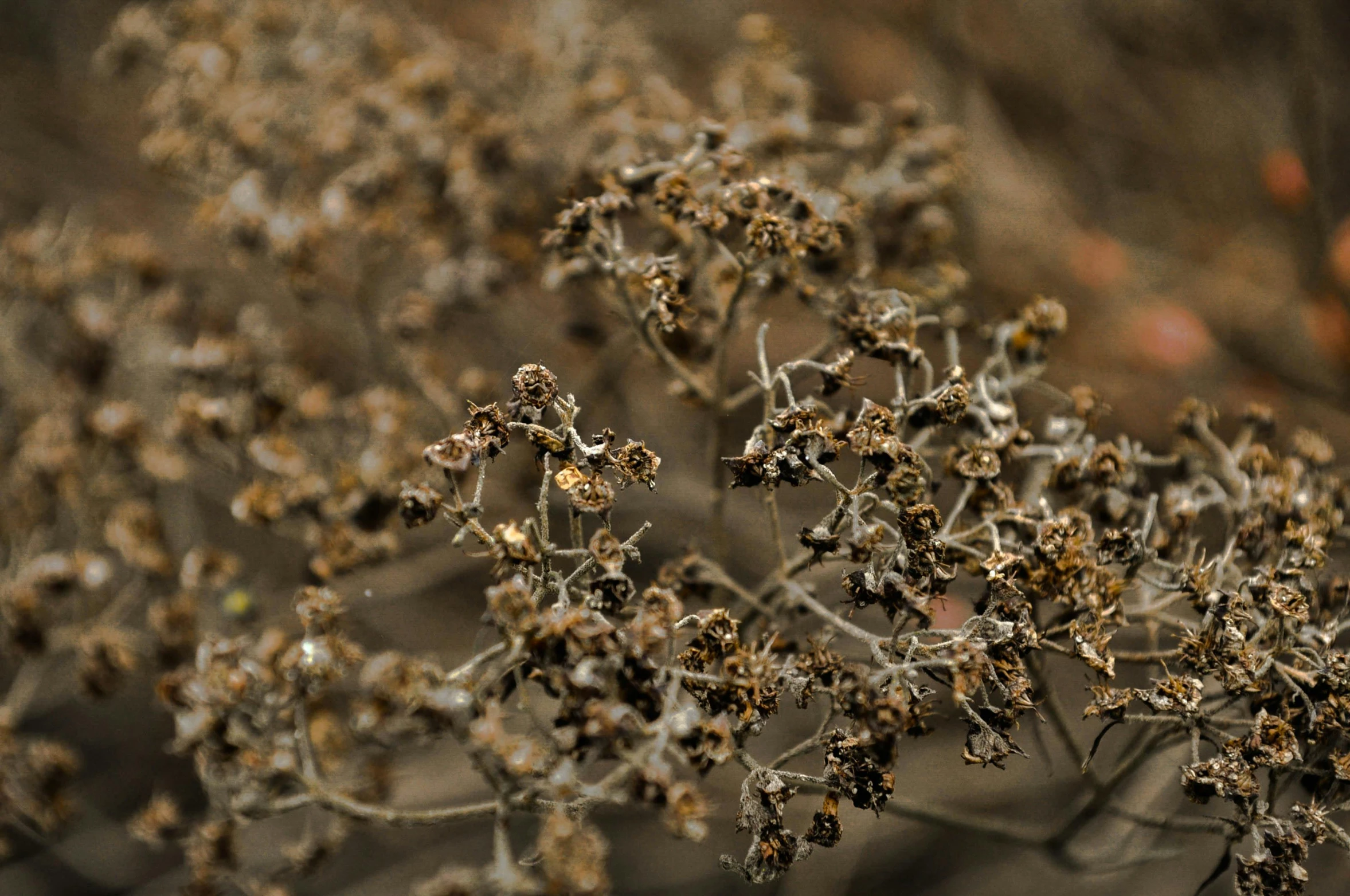 the nches with brown fruit are full of unkempt leaves