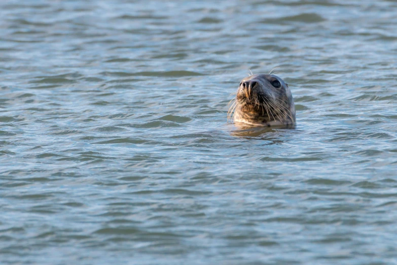 a close up of a seal in the water