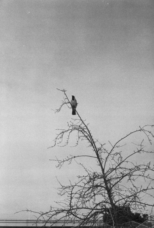 a bird is sitting on top of the nch of a tree