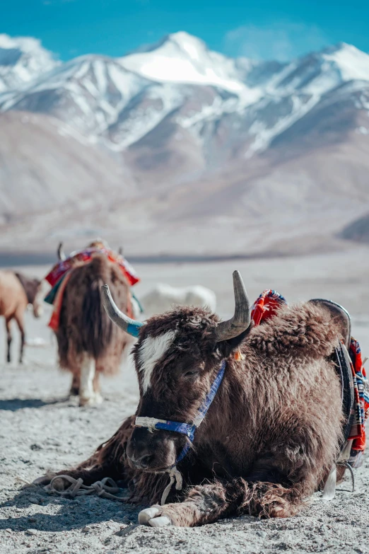 oxen in a barren desert area with mountains in the background