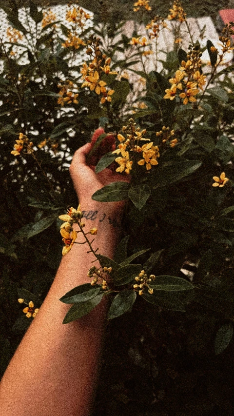 the arm of a person reaching up to flowers