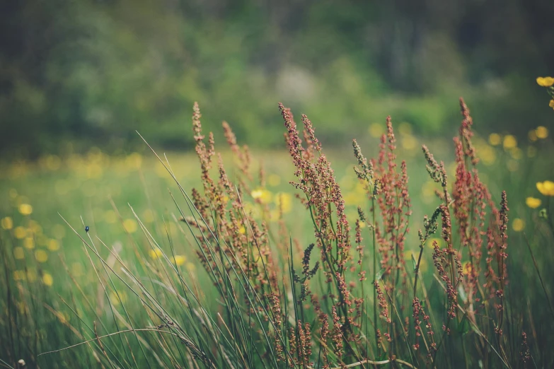 several large brown and white flowers are in the grass