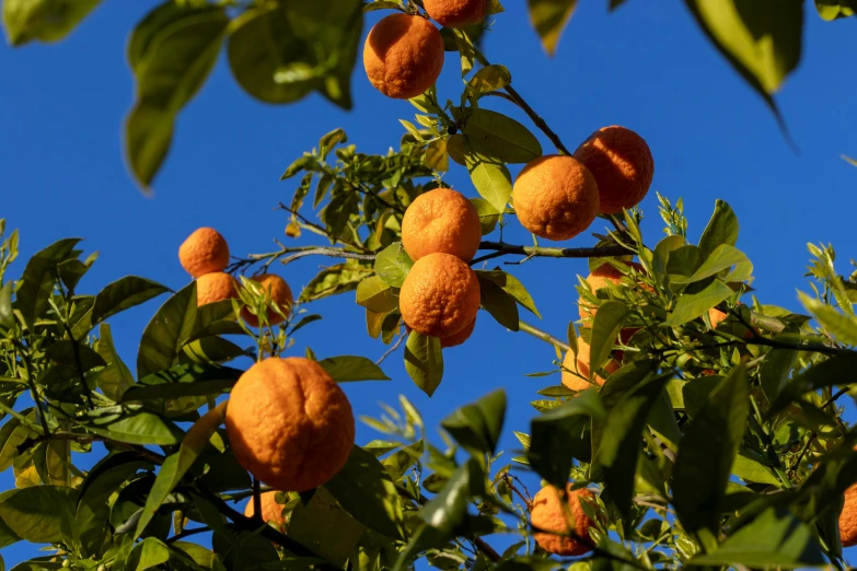 an orange tree filled with ripe fruit against a blue sky