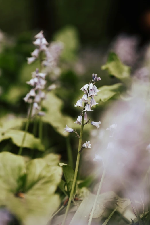 there is a pink and purple flower among some green leaves