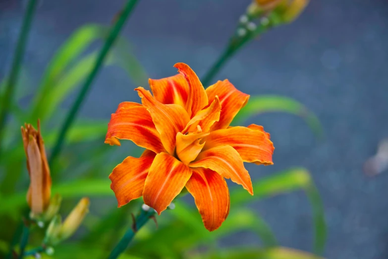 orange flowers with some green foliage in the background