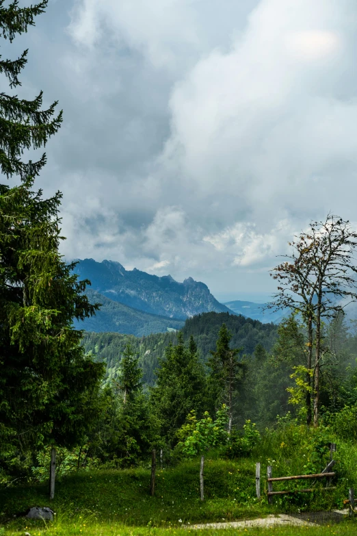 trees, grass and a bench are standing in a clearing overlooking mountains