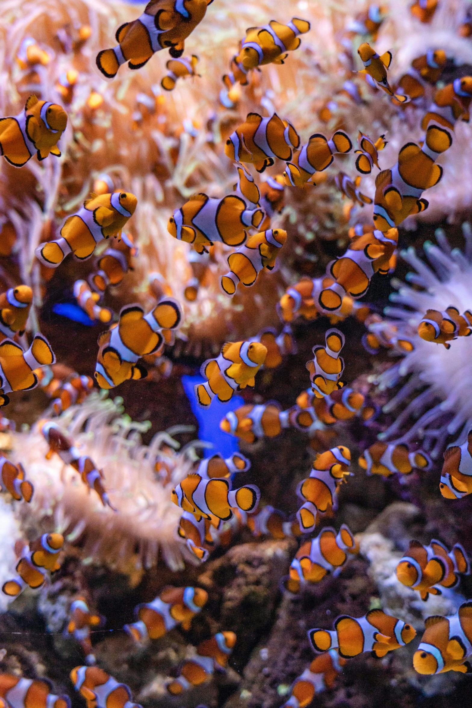 a group of orange and white clown fish swimming over corals