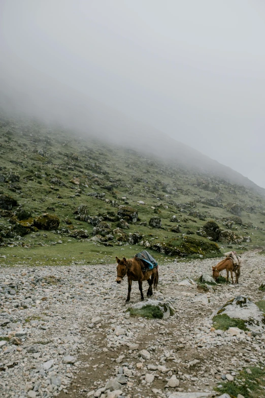 two horses eating grass and walking in an open field