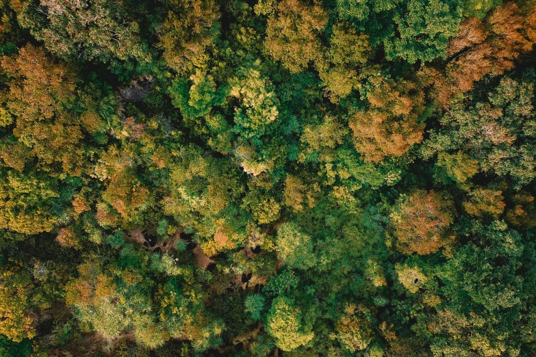 an aerial view of trees in autumn with the tops showing yellow and green