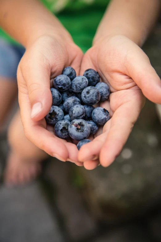 a little boy holding up a handful of blueberries