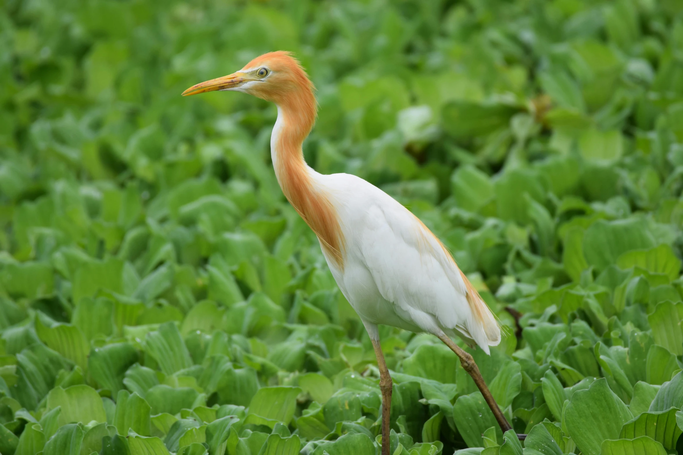 the bird is standing in the middle of the grass