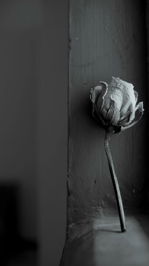 a rose sitting in the corner of a dark room