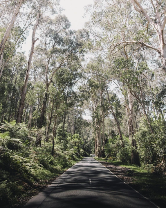 a long stretch of road in front of trees