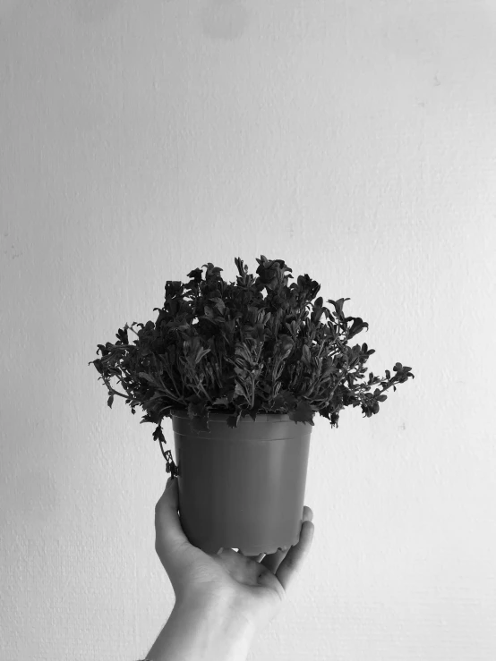 a person holding a pot with small plants