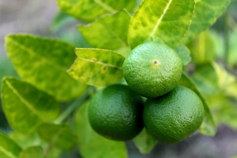 three limes growing on a nch near green leaves