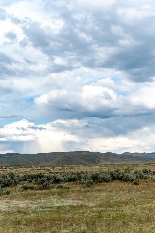 an elephant walks through a grassy field under cloudy skies