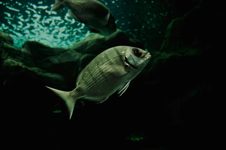 two fish floating in an aquarium filled with green water