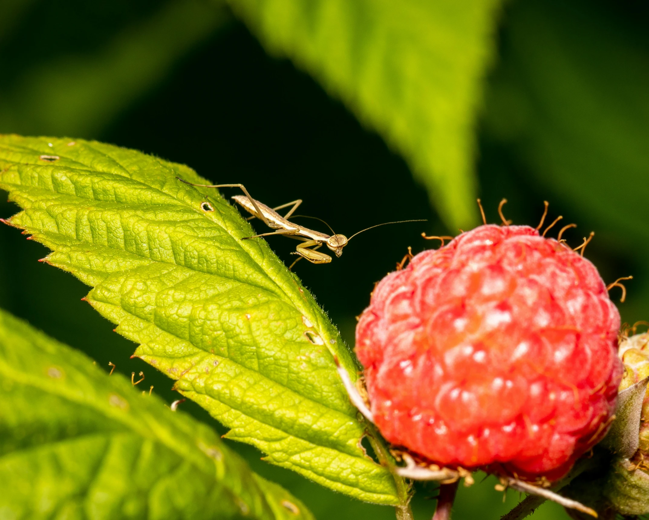 a raspberry with many seeds on a leaf