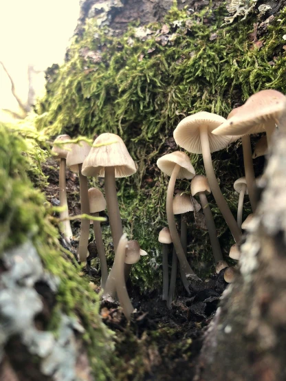 three small group of mushrooms sitting on top of moss covered trees