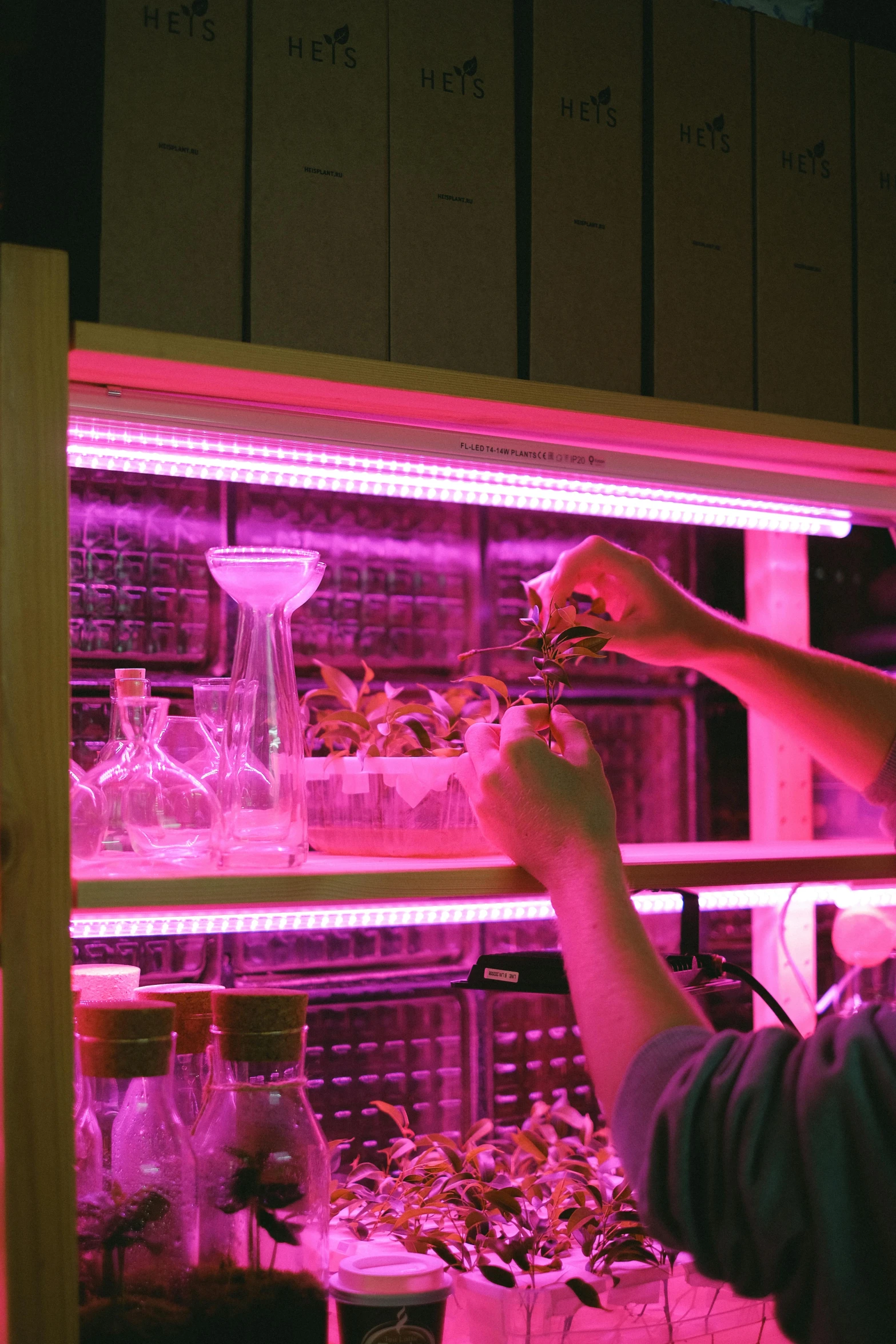 a man placing soing in a pink colored grow light