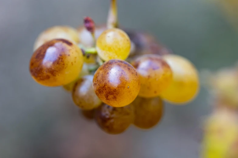 berries that are yellow and brown on top of each other