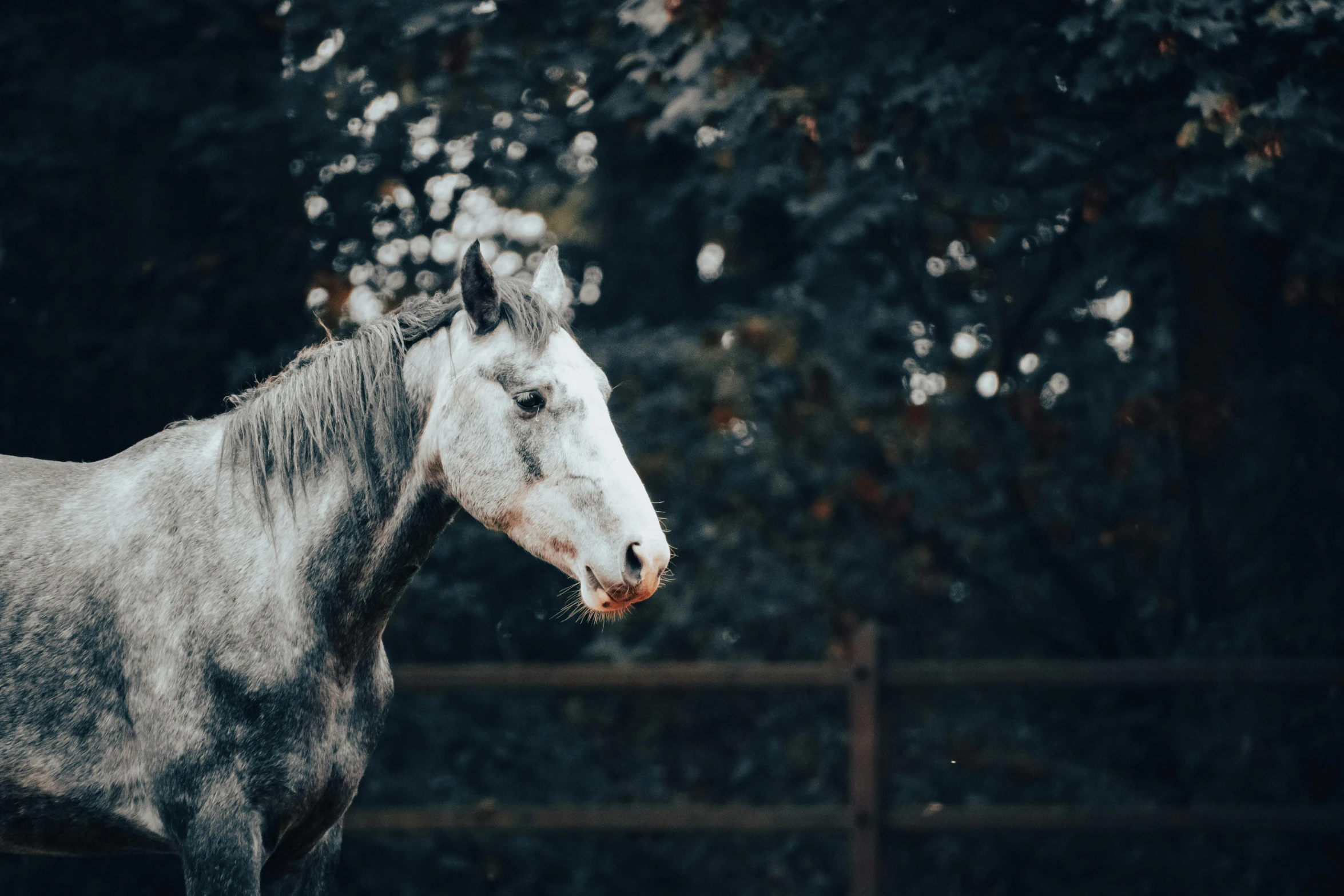 a horse standing next to a fence in the day