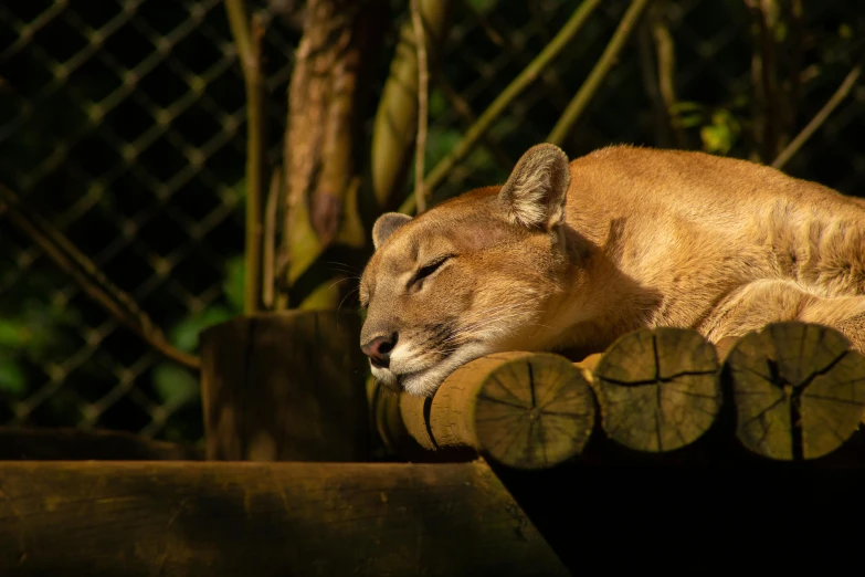 a small lion asleep on a wood bench