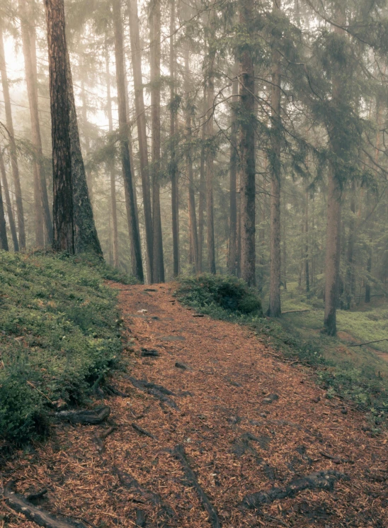 a trail in the forest on a foggy day