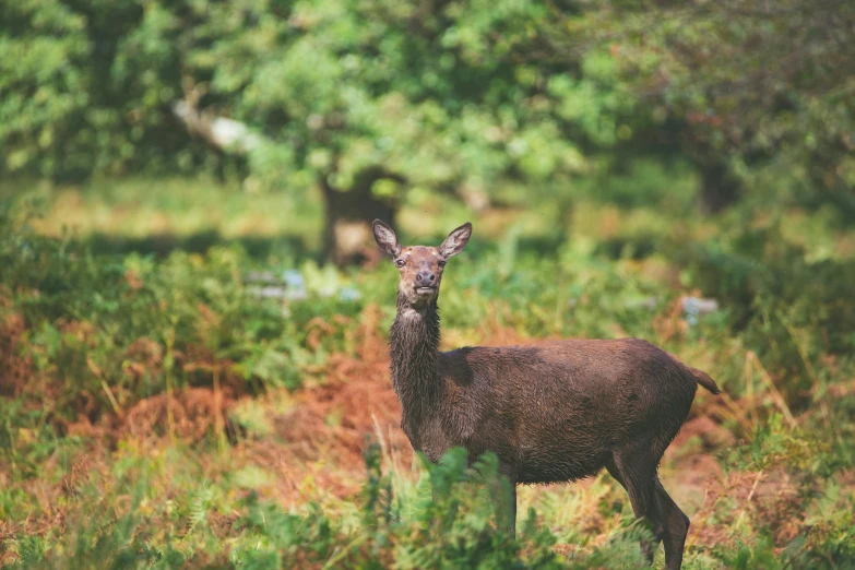 a young buck stands in the grass with trees in the background