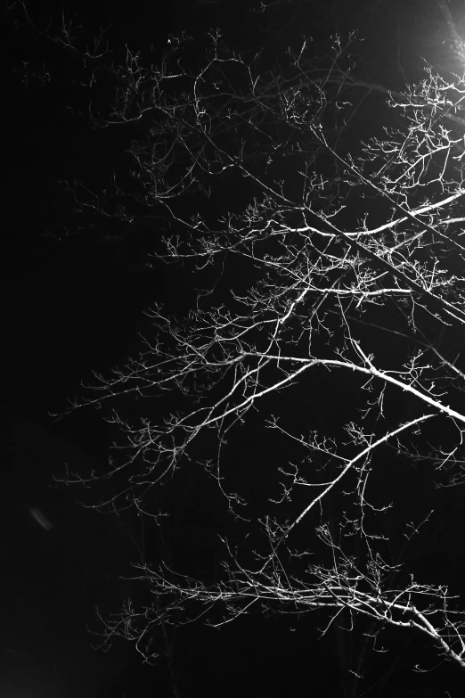 a street lamp with trees at night time