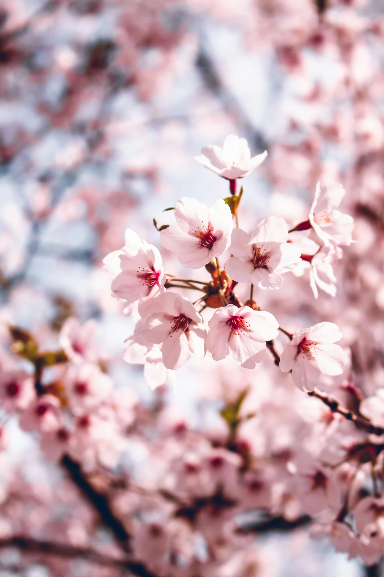 pink blossoming blossoms on a tree during the day