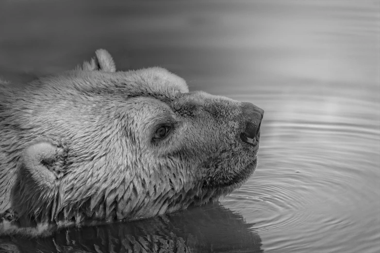 black and white pograph of a wet polar bear