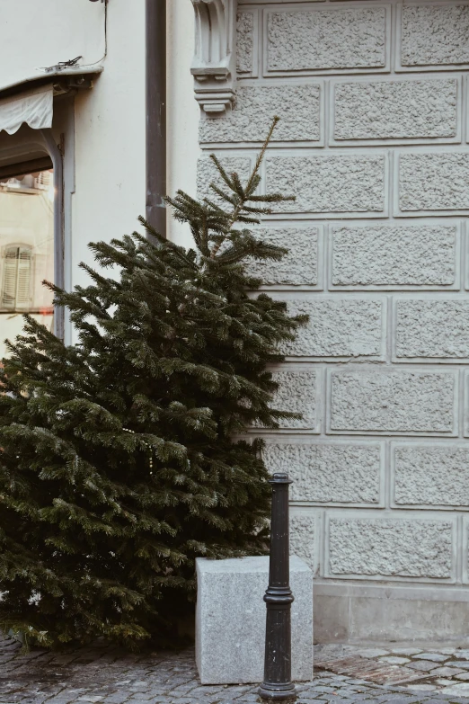 a small tree stands near a street lamp