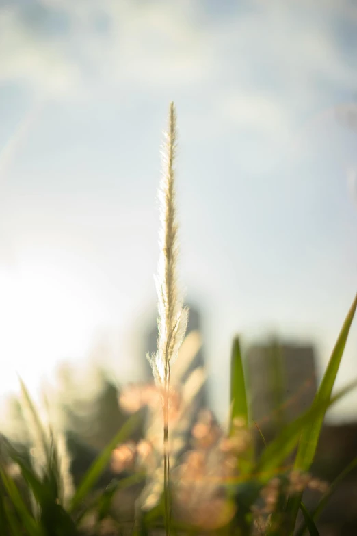 a lone stalk of grass with a city in the background