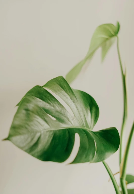 a large green leafy plant sitting in a pot