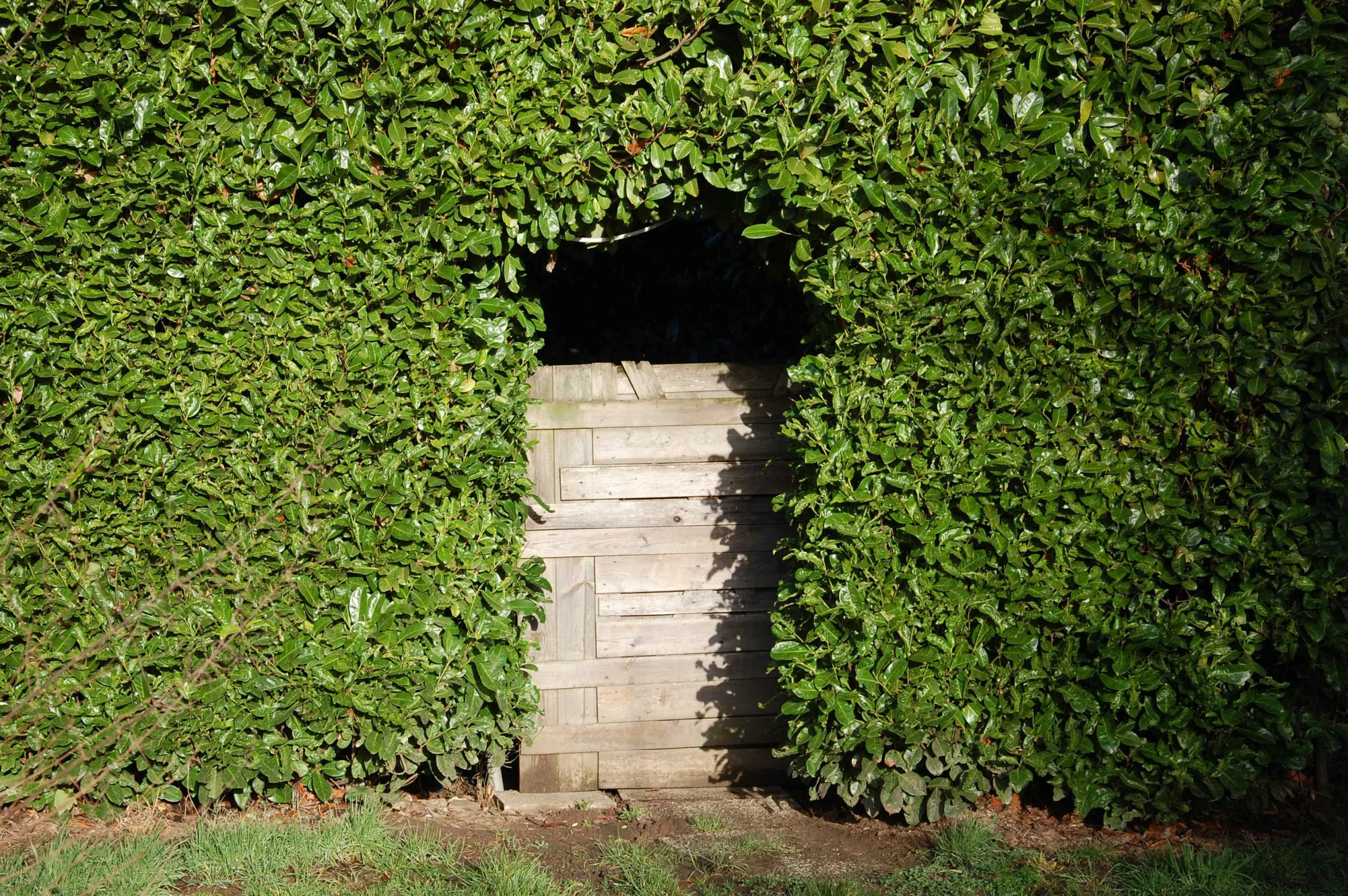 an image of an open box in the hedges