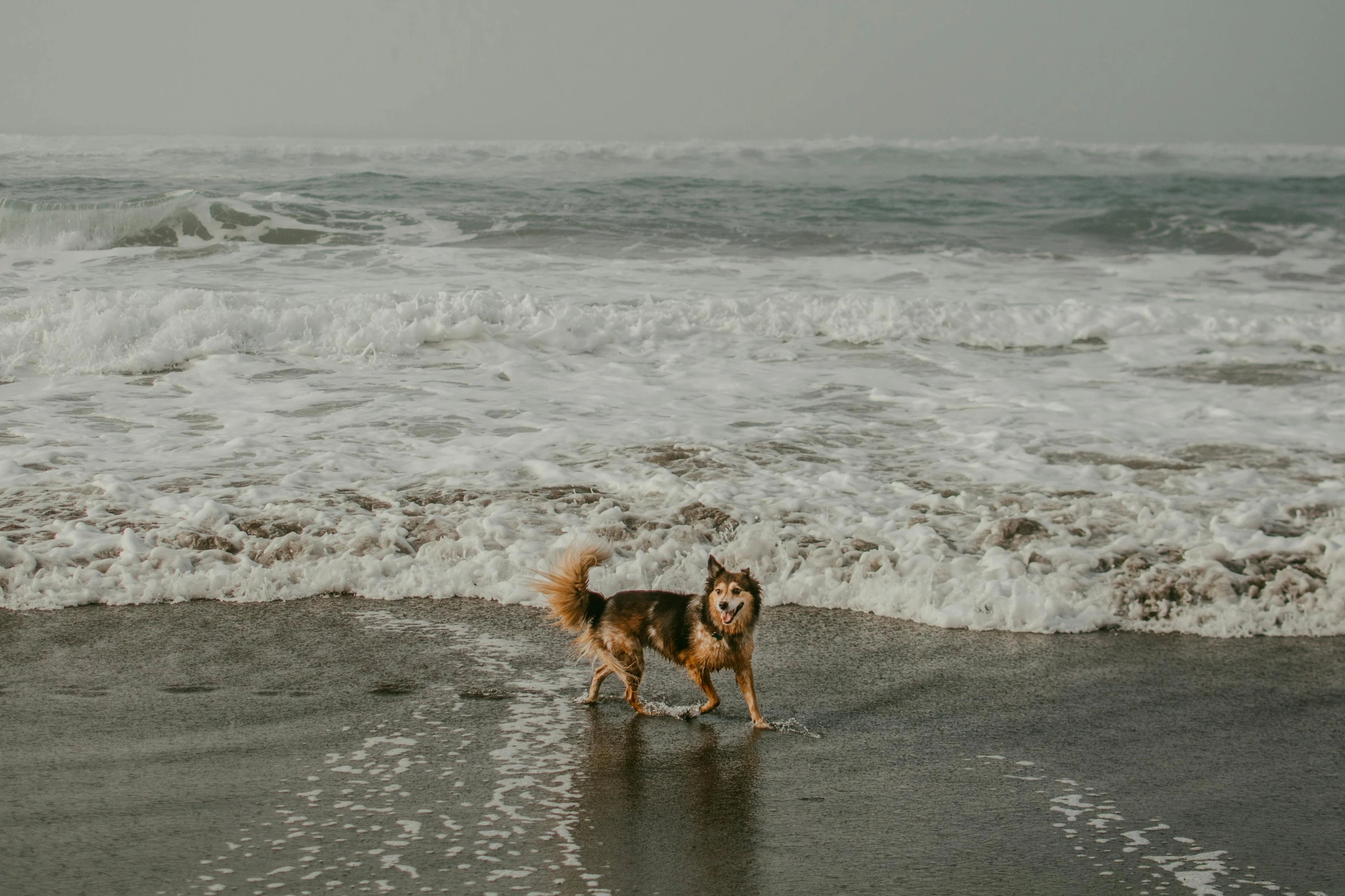 a dog standing on the beach looking at waves