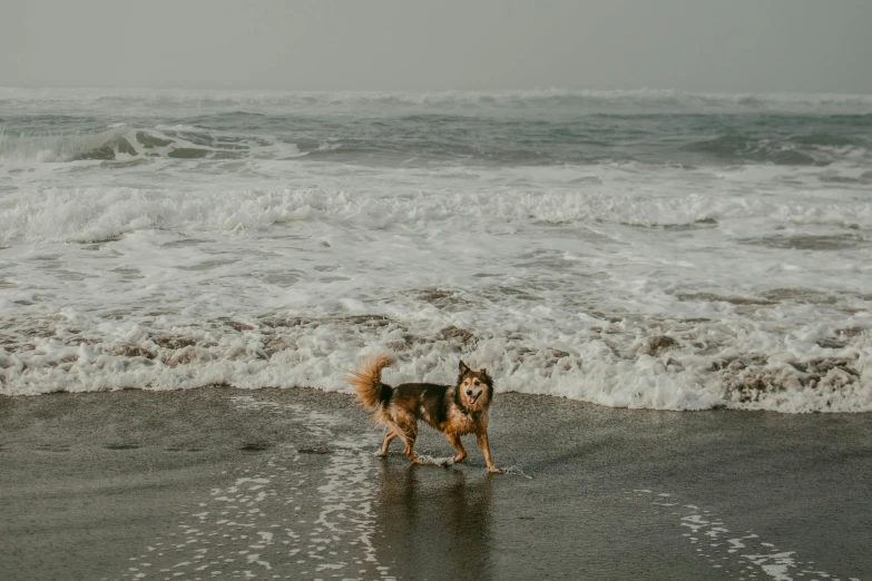 a dog standing on the beach looking at waves