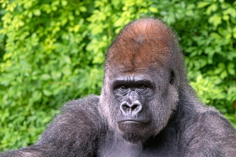 a very large gorilla with one eye closed