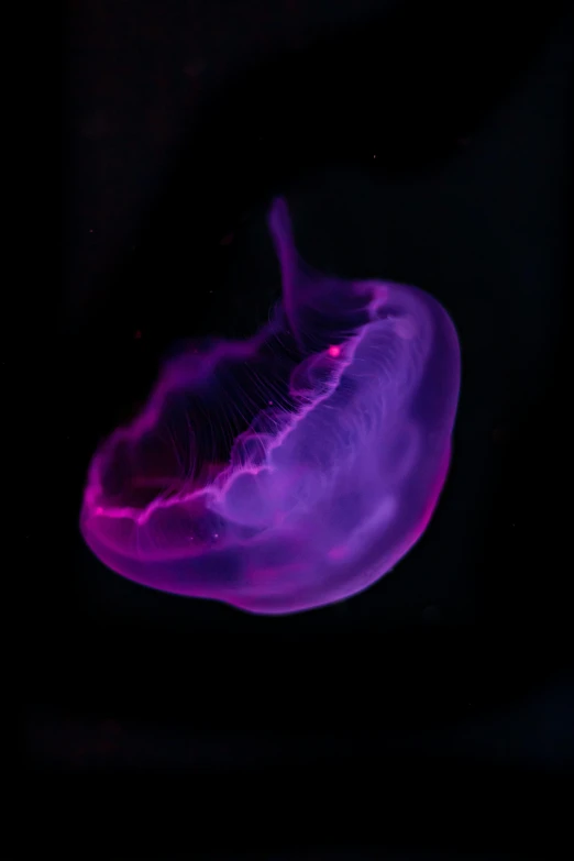 a close up s of a jellyfish in the dark