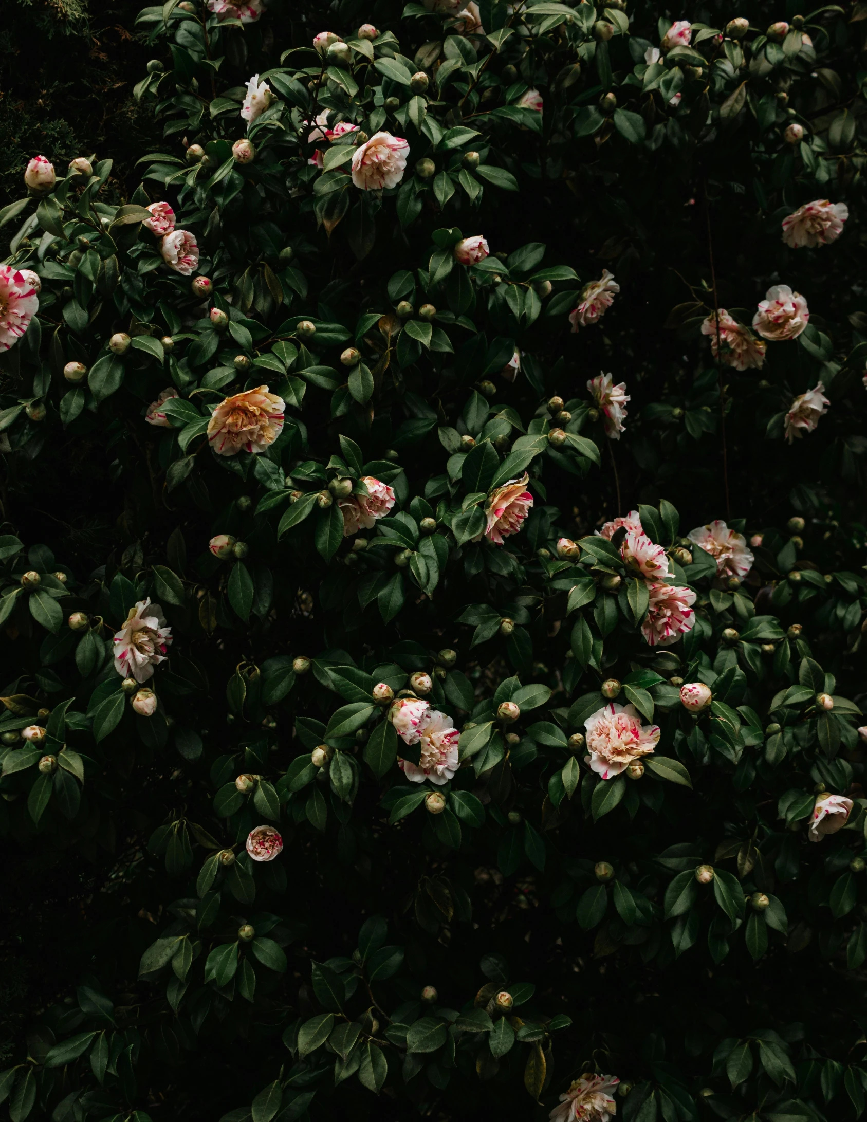 many leaves and flowers of trees with some pink roses