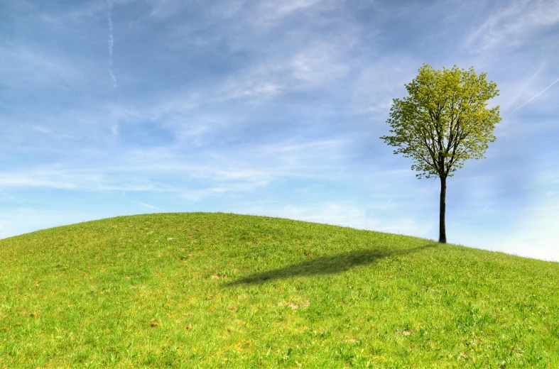 a lone tree is shown on a grassy hill