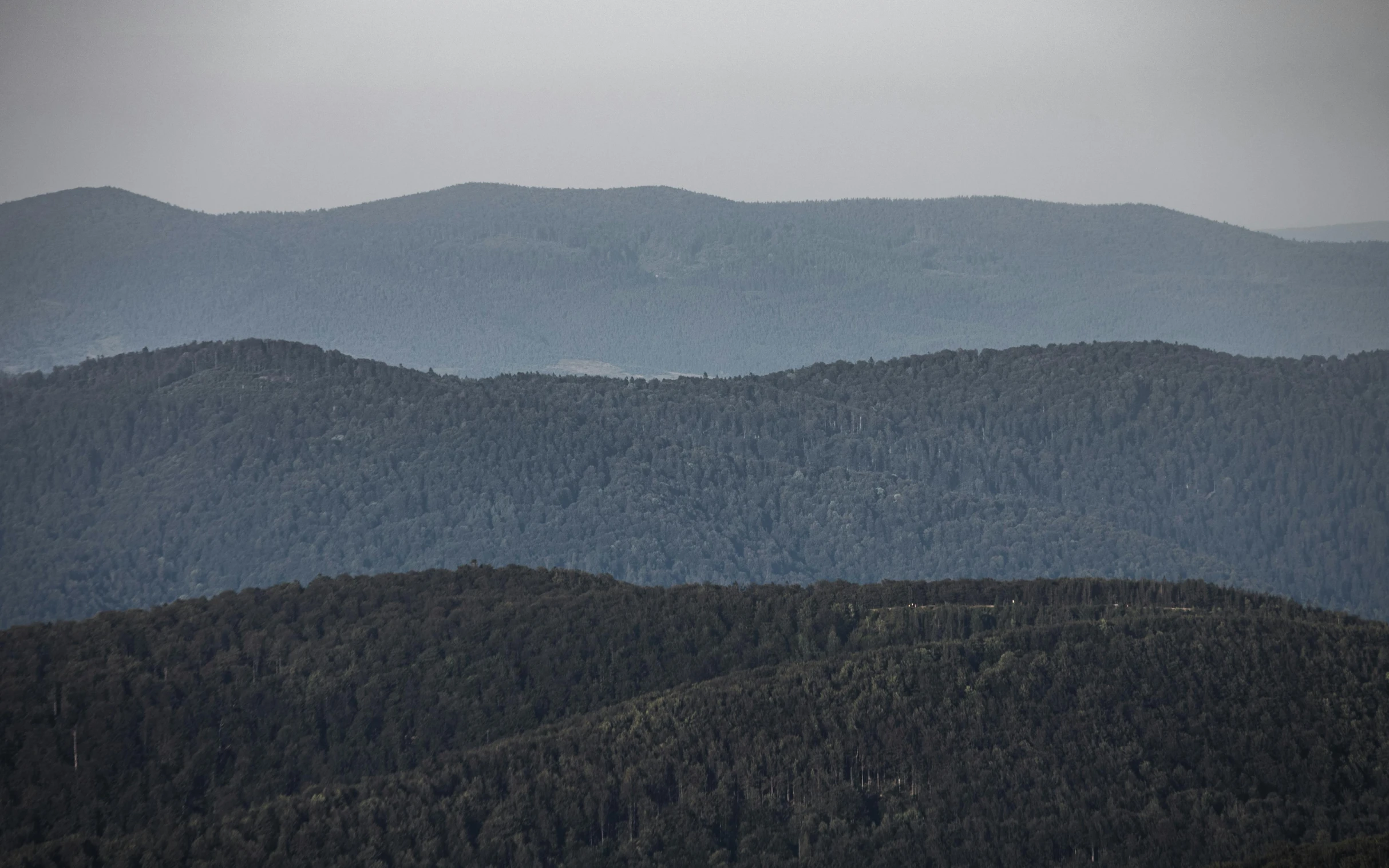 some very tall trees and mountains in the distance