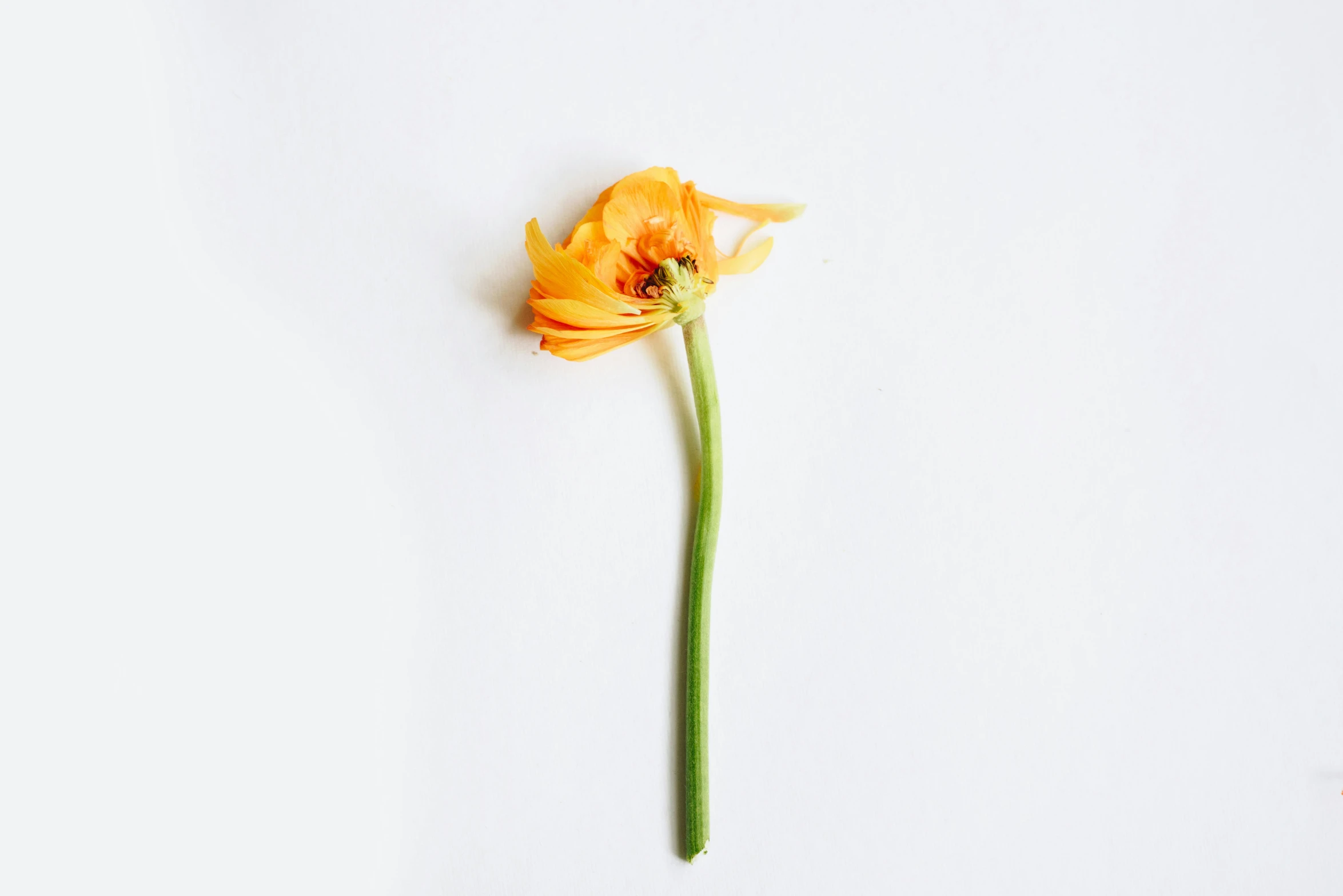 an orange flower sits on top of the table