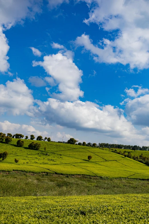 some animals walking and grazing in a grassy field