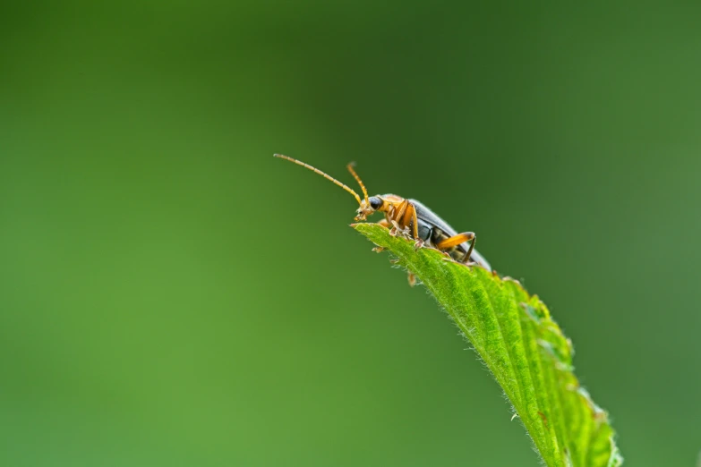 a bug sitting on the top of a green leaf